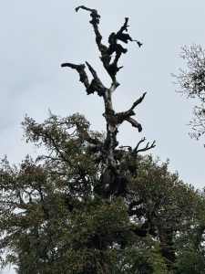 Gnarled, leafless branches stretch across a cloudy sky above dense green foliage, creating a dramatic and atmospheric natural scene.