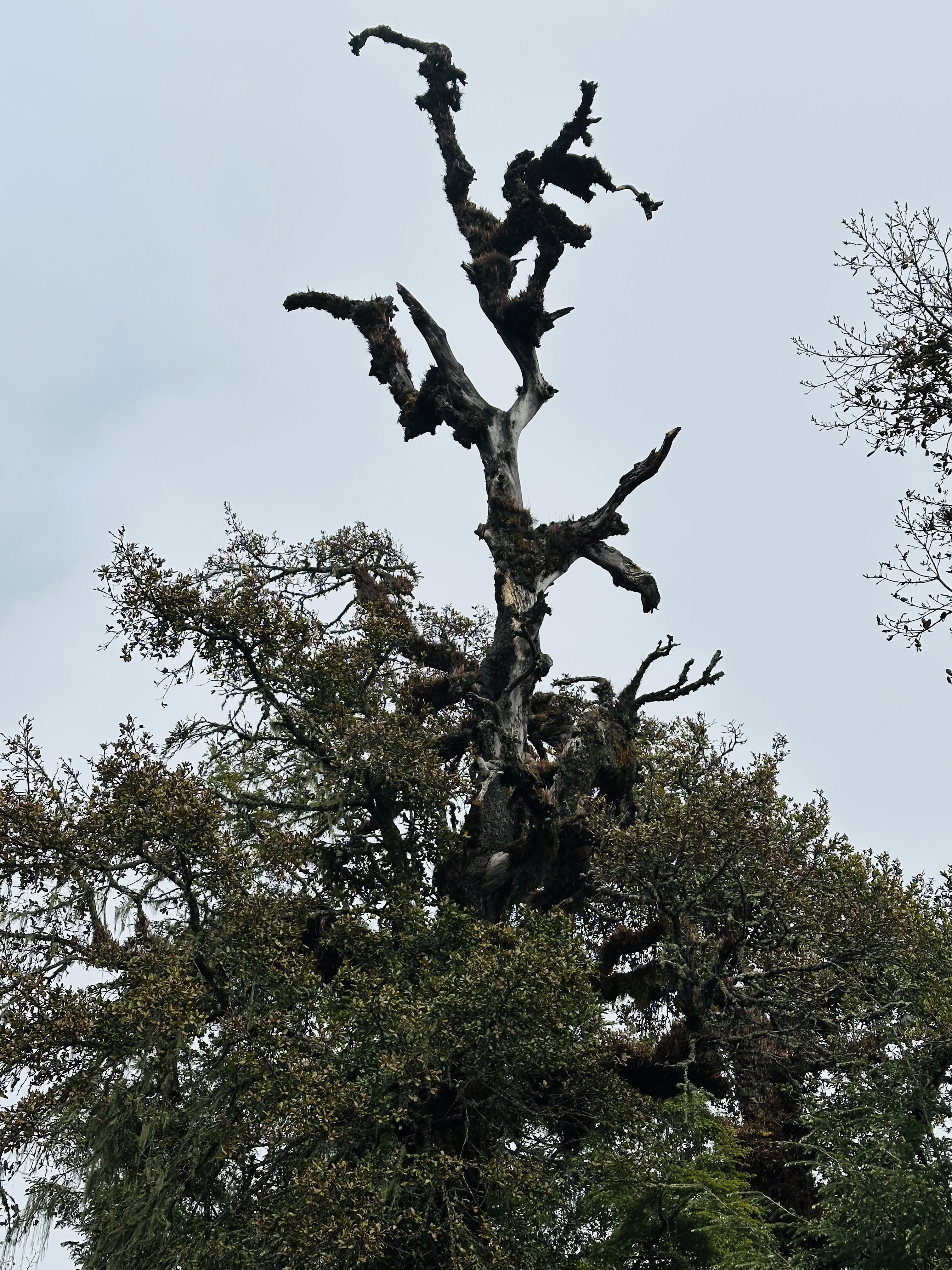 Gnarled, leafless branches stretch across a cloudy sky above dense green foliage, creating a dramatic and atmospheric natural scene.