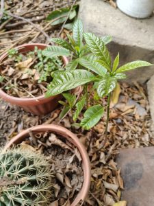 Young avocado (palta/aguacate) plant growing directly in the soil among dry leaves. Its bright green, glossy leaves show healthy new growth and vitality, giving the plant a fresh and natural appearance.