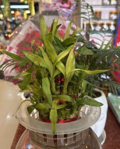 Lush green bamboo shoots tied with a red ribbon in a clear vase.