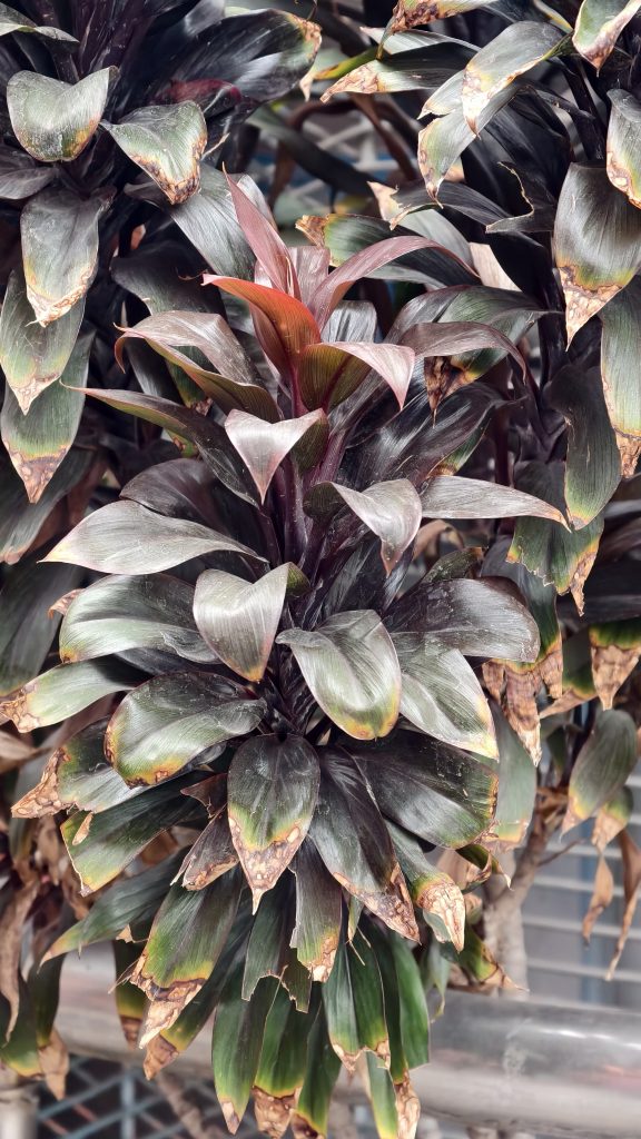 Close-up of a plant with long pointed purple and green leaves, some showing browning and decay along the edges, with a metallic railing visible at the bottom.