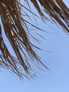Palm leaves dancing in the wind in front of a blue sky
