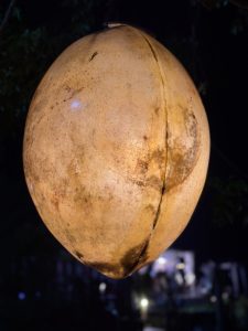 A cracked, oval textured, probably lantern glows warmly against a dark, softly lit outdoor background.