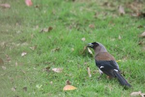 A Grey Treepie stands on a grassland holding a berry in its beak, with scattered fallen trees on the ground.
