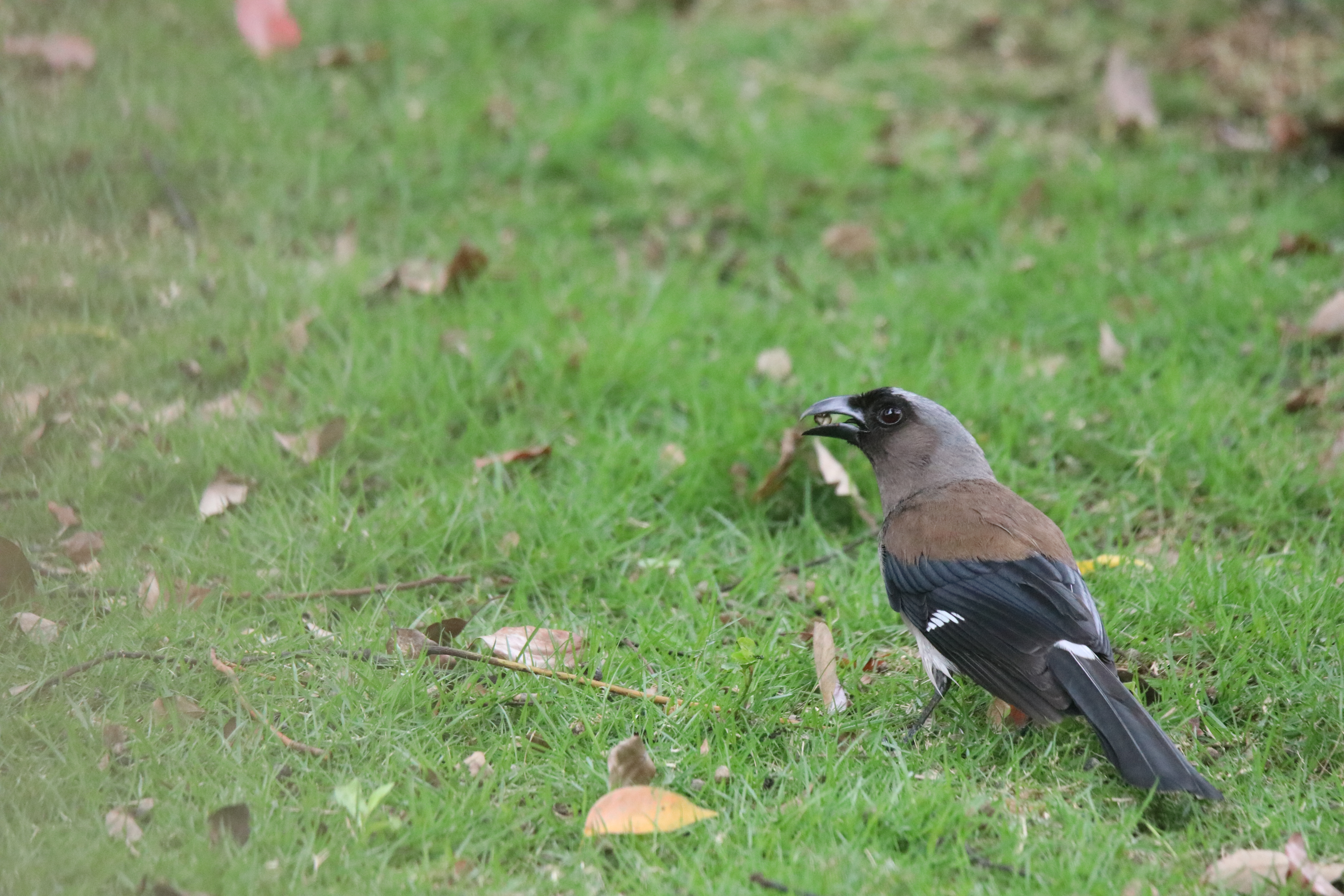 A Grey Treepie stands on a grassland holding a berry in its beak, with scattered fallen trees on the ground.