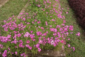 Small pink flowers blooming densely in a garden flowerbed beside green grass and neatly arranged plants.