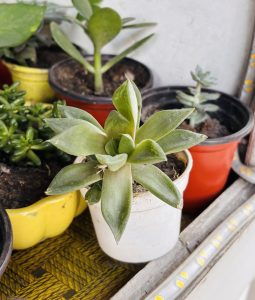 A small potted succulent with thick green leaves in a white pot, surrounded by various other potted plants on a woven surface, creating a fresh, lively atmosphere.