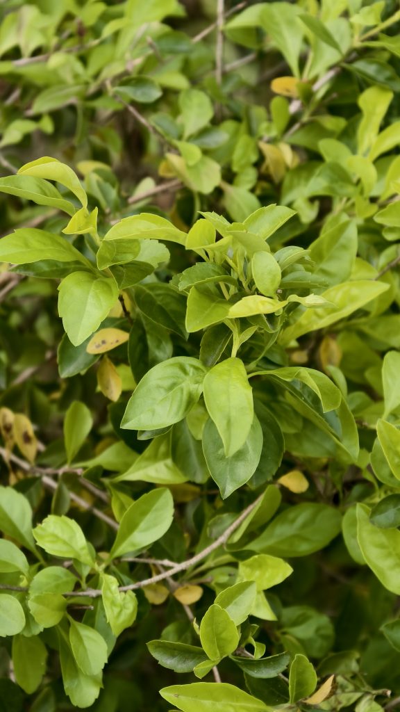 Close-up of dense bright green foliage with small shiny leaves growing on thin brown branches under natural light.