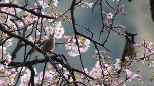 Two small birds rest among branches filled with soft pink cherry blossoms. A Red-whiskered Bulbul with a black crest and white cheek patch stands out against the blurred green background.