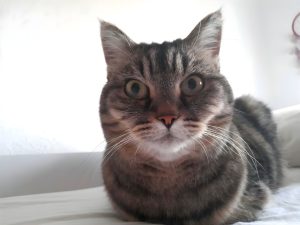 A close-up of a tabby cat looking directly at the camera with large alert eyes. It focuses on its gray fur with sharp details of the tabby stripes and the long white whiskers against a clean white background. The scene is illuminated by a very soft and bright high-key light