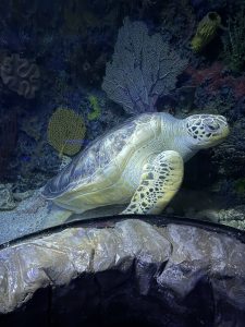A large sea turtle glides gracefully underwater, showcasing its smooth, olive-green shell and distinctive patterned flippers. Its face is calm, with bright, expressive eyes that seem to observe its surroundings. 
