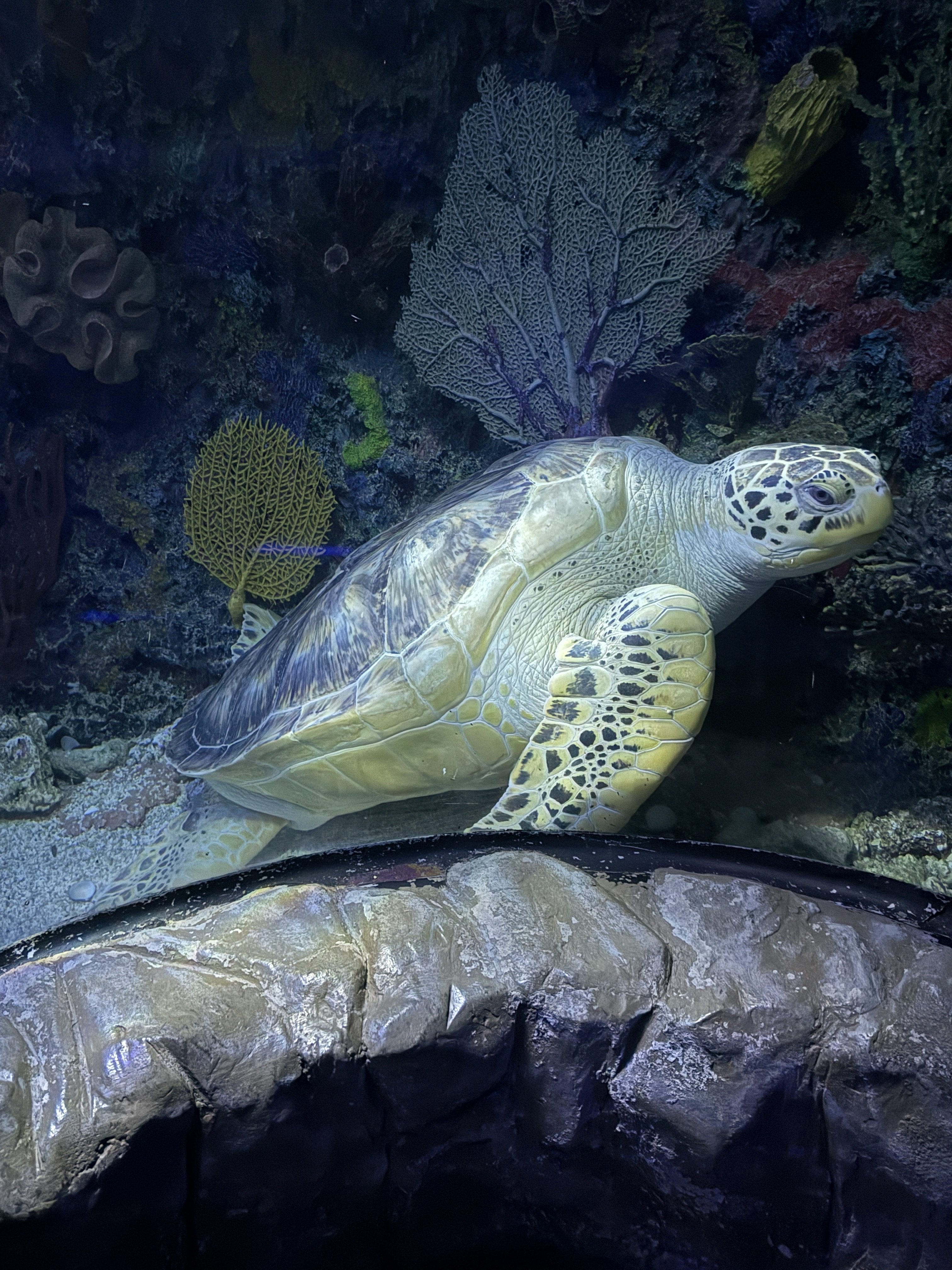 A large sea turtle glides gracefully underwater, showcasing its smooth, olive-green shell and distinctive patterned flippers. Its face is calm, with bright, expressive eyes that seem to observe its surroundings.