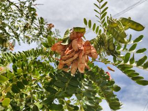 Clusters of pods and seeds hanging among green leaves under sunlight. Their curved shapes and brown and green tones create a tropical and wild appearance, highlighting the tree’s natural beauty.
