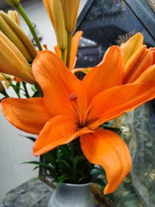 A bright orange lily spreads its petals with warm, vibrant intensity. Its soft, elegant shapes contrast beautifully with the still-closed buds, creating a scene full of life, color, and natural delicacy.