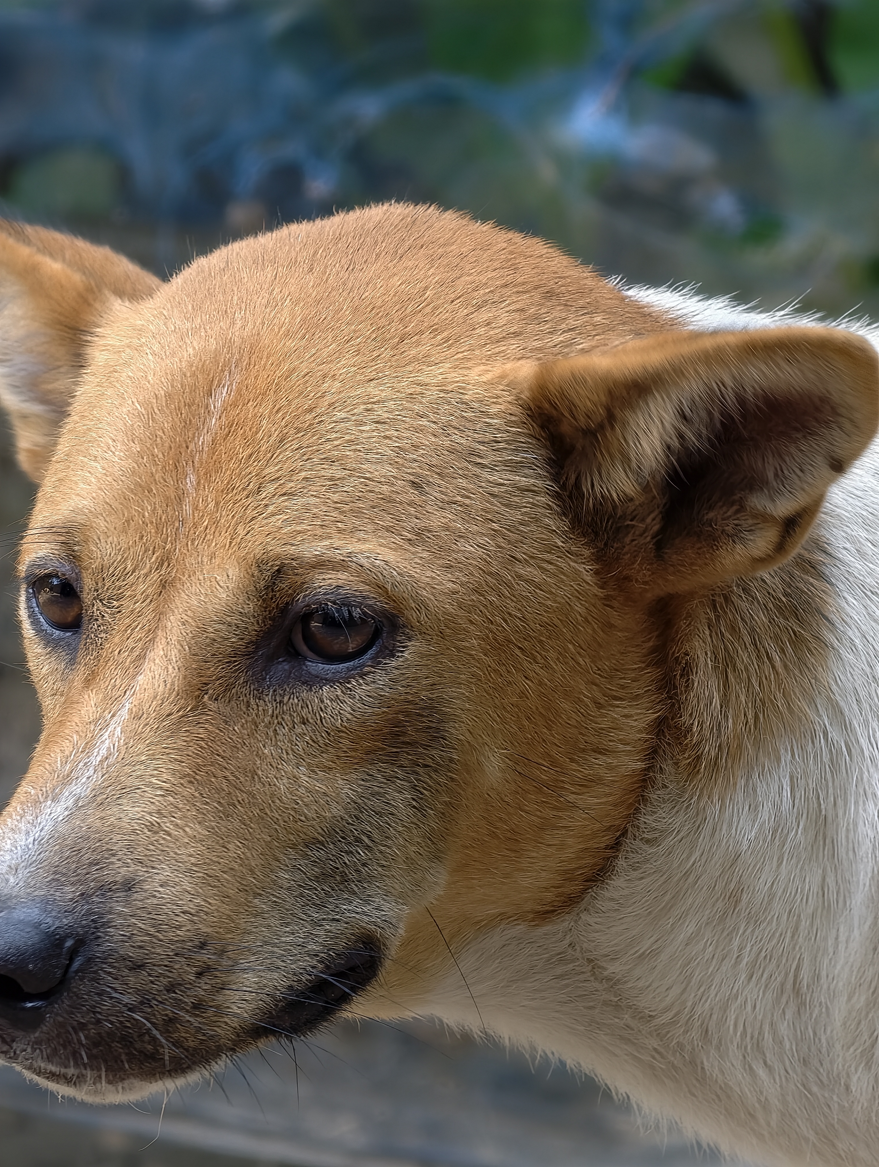 A close-up portrait of a brown and white street dog with alert ears and calm eyes looking to the side.