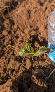 

A small green Coffee plant growing in rich brown soil, with sunlight casting soft shadows. 
