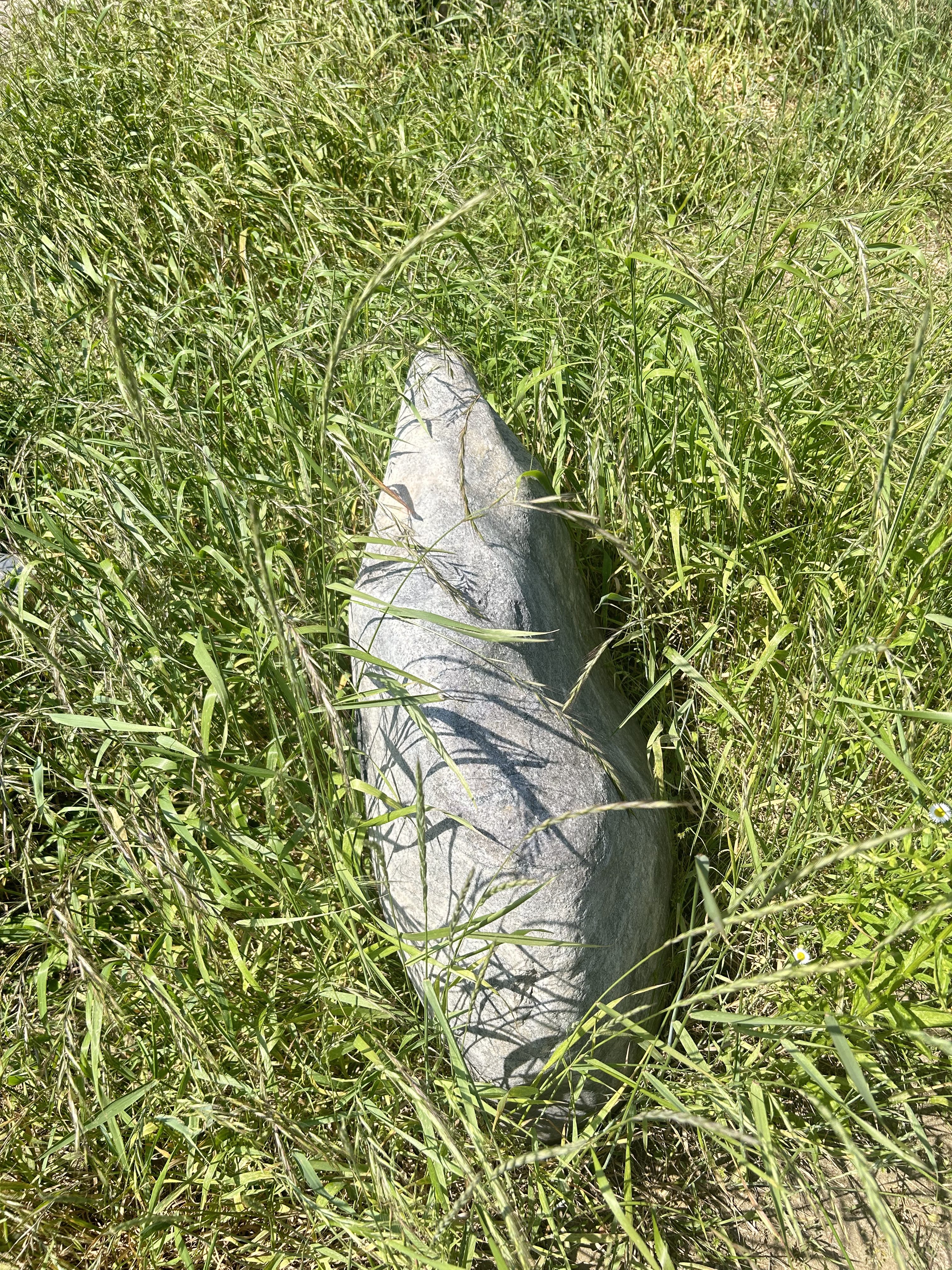 A large, irregularly shaped rock is partially obscured by tall, green grass. The rock appears smooth and slightly shiny, with a mix of gray and beige colors.