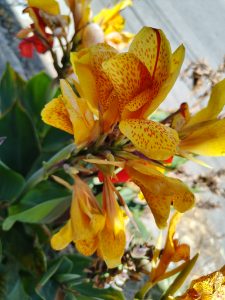 The yellow petals speckled with red seem to glow in the sunlight, creating a vibrant and energetic flower. The close-up highlights the delicate textures and warm tones contrasting beautifully with the deep green leaves.