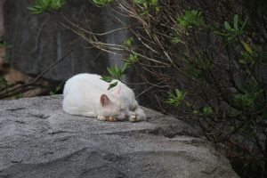 A close-up of a pure white cat is curled up and sleeping peacefully on a large grey rock, surrounded by lush green forest vegetation.

