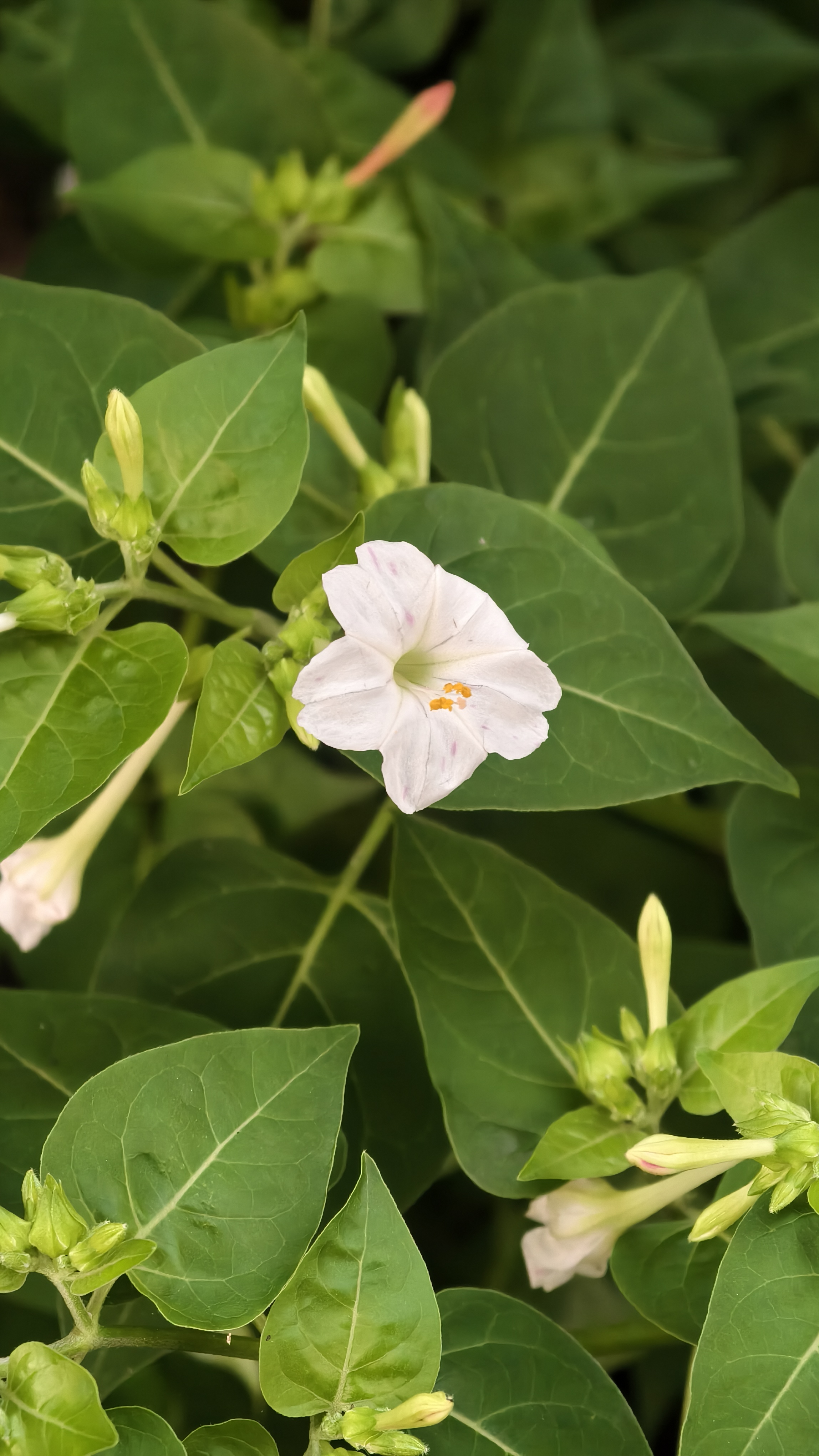 A close-up of a small white flower with a yellow center and light pink streaks, surrounded by green leaves and buds against a soft green background.