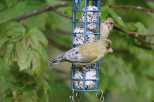 Male and female Greenfinches, eating seeded fatballs, from a tree hanging feeder.
