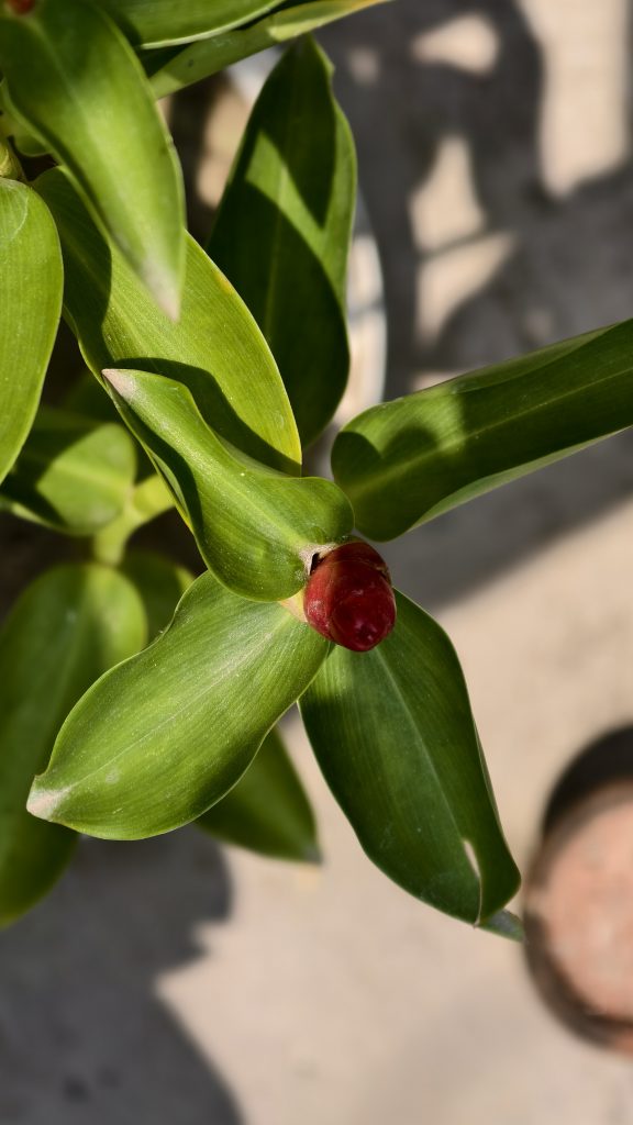 Close-up of a dark red flower bud surrounded by large green leaves in a star-like pattern, photographed in bright sunlight.