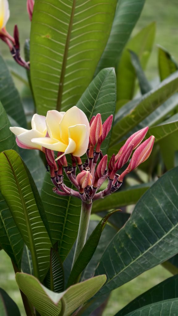 A close-up of light yellow and white Frangipani flowers with several deep pink buds. Large, vibrant green leaves with prominent veins fill the background. The flower is on a thick green stem, and the lighting is bright and natural.