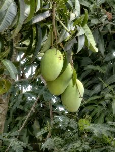 Several green mangoes hanging from a mango tree surrounded by long dark green leaves in natural daylight