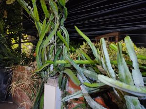 A climbing cactus illuminated by artificial light at night, spreading across an urban wall. Its long, fleshy green stems create an exotic and wild atmosphere in the middle of the night.