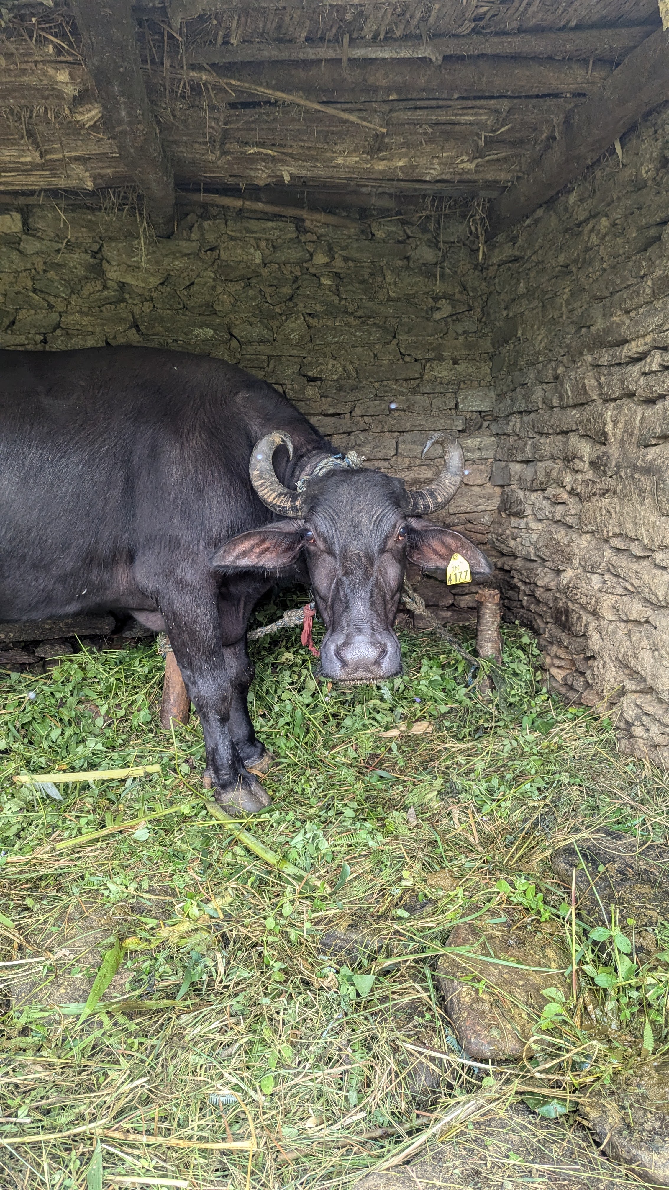 A buffalo stands inside a small shed, surrounded by grass on the ground.