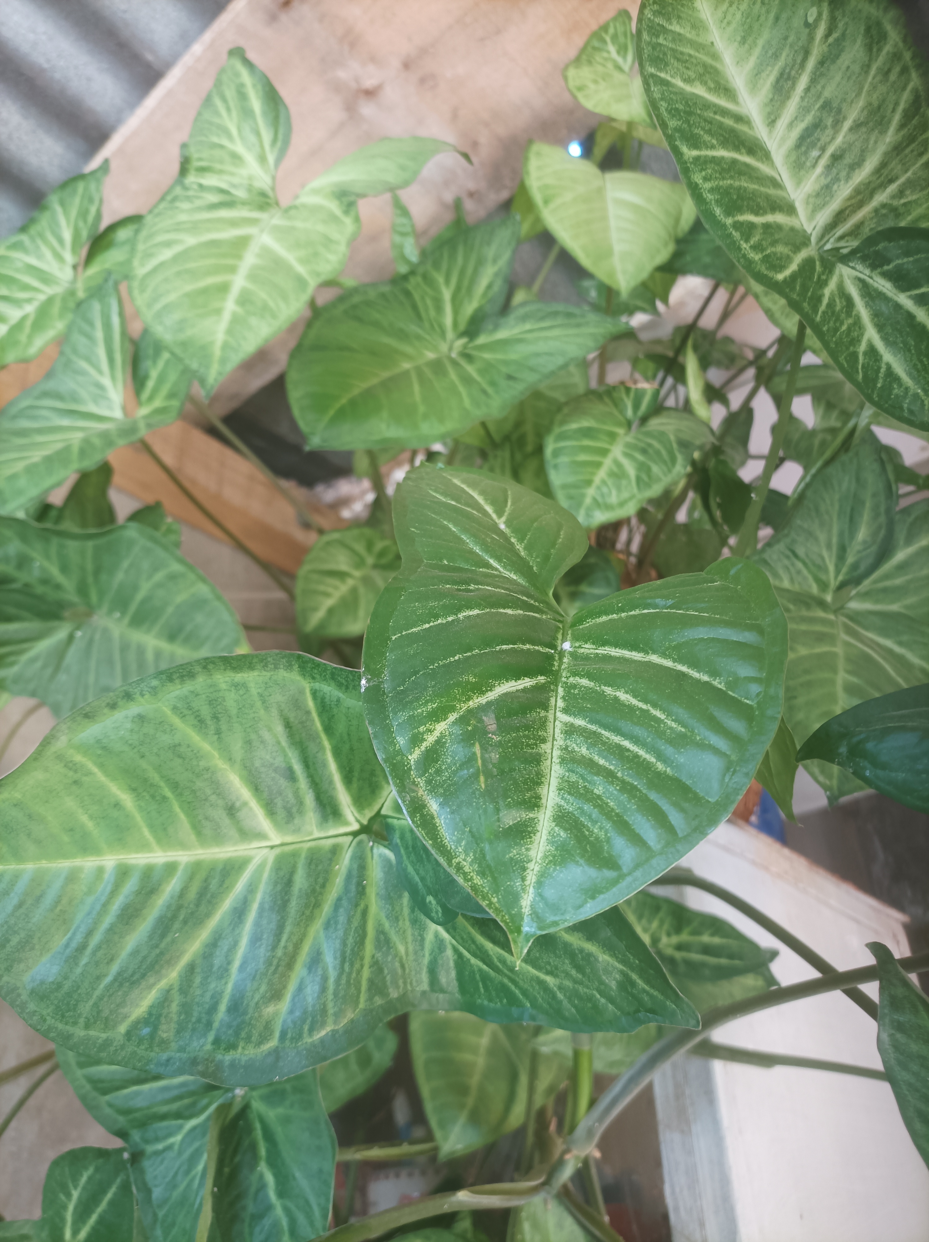 Green leafy plant with large, arrow-shaped leaves featuring prominent light veins.