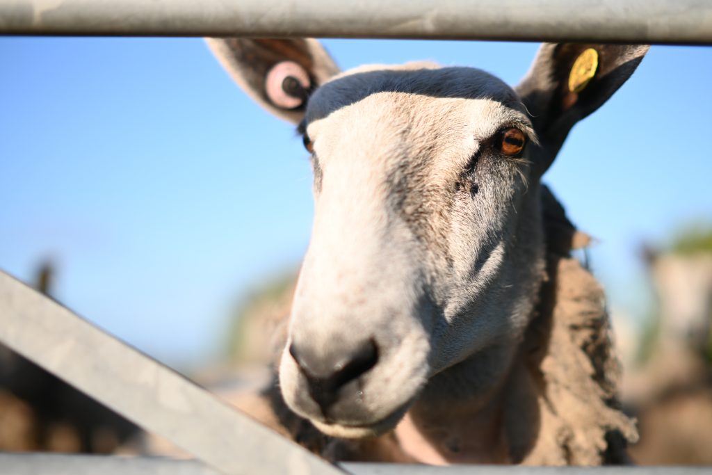 A close-up of a sheep looking through a farm gate. The sheep is looking into the camera lens.