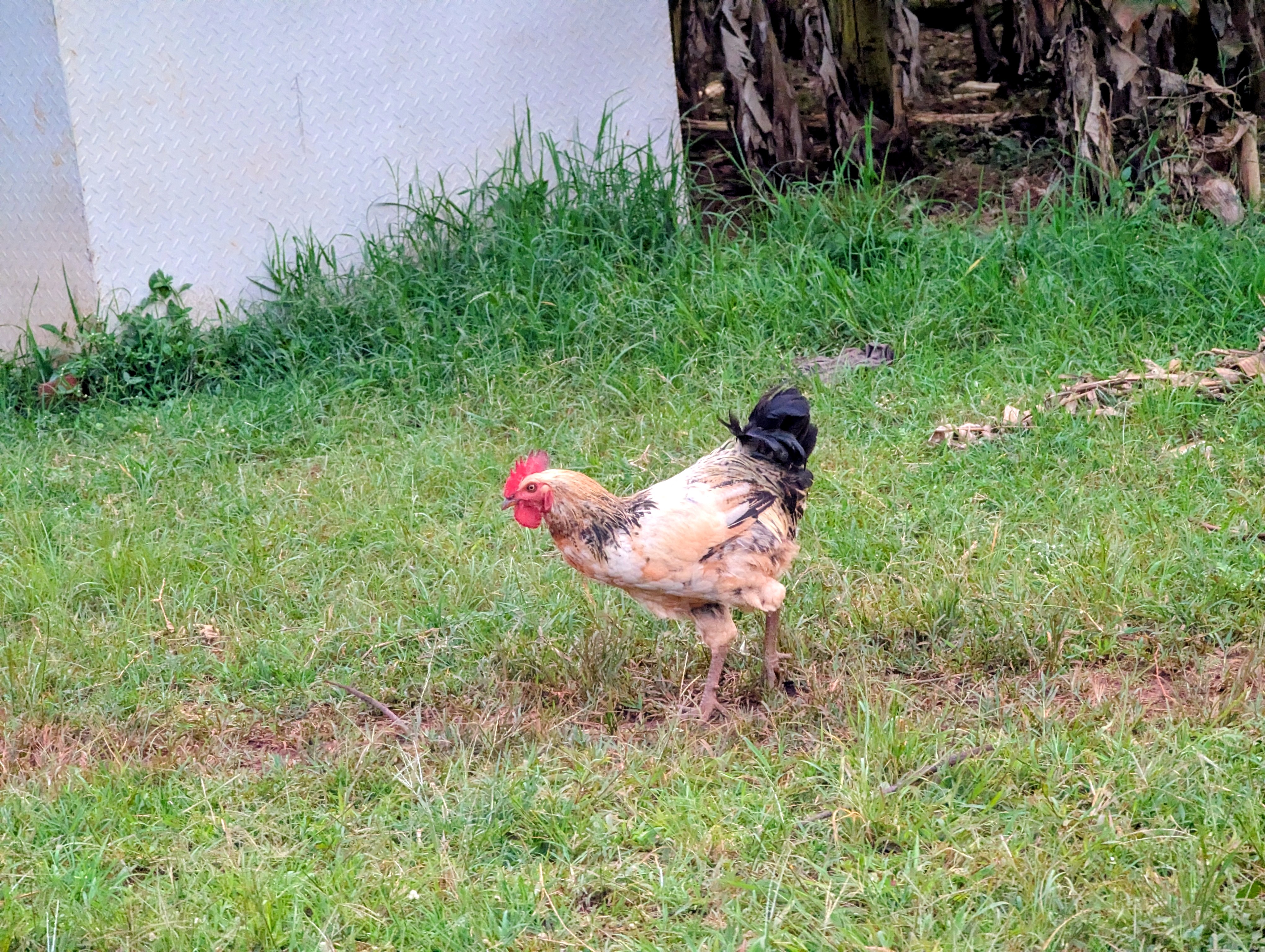 A chicken with a white and tan body, and a black tail, is standing in a grassy area.