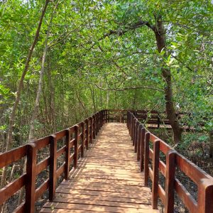 A wooden walkway passes through lush green forest scenery, with sunlight gently lighting the peaceful path.