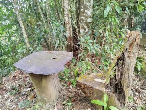 A rustic table and seat made from tree trunks stand in the middle of the forest, surrounded by lush vegetation and a humid natural environment, creating a peaceful and organic atmosphere.
