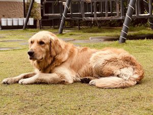 Golden retriever lying on grass in a backyard with play equipment, looking relaxed and content. 