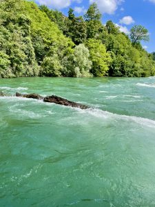 Bright turquoise water flows quickly past a green forest under a clear blue sky. A fallen tree trunk in the river adds a natural touch to this peaceful landscape near Rhine Falls, Switzerland.