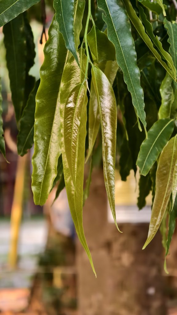 Close-up of long, drooping Ashoka tree leaves with glossy wavy textures in shades of green and brownish-gold, against a softly blurred natural background.