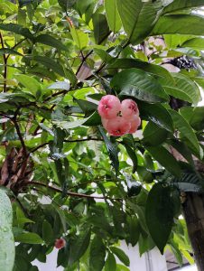 Pink rose apples (water apples)on a tree with green leaves after rain.