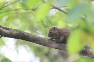 A Chipmunk perches on a branch eating a nut with blurred green leaves in the background and few blurred green leaves covering its tail.
