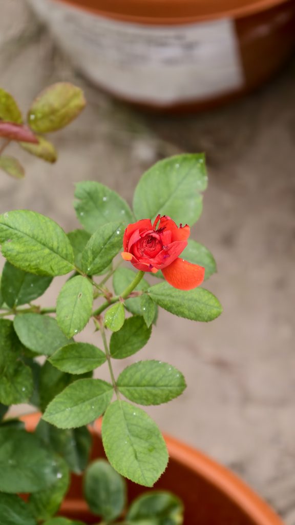 A small red rose bud with orange tones grows on a thin stem among green leaves, with a blurred pot and sandy background.