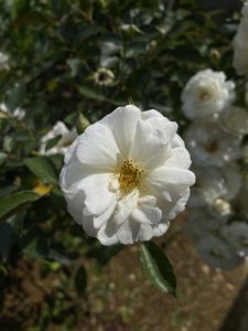 9726a15d02