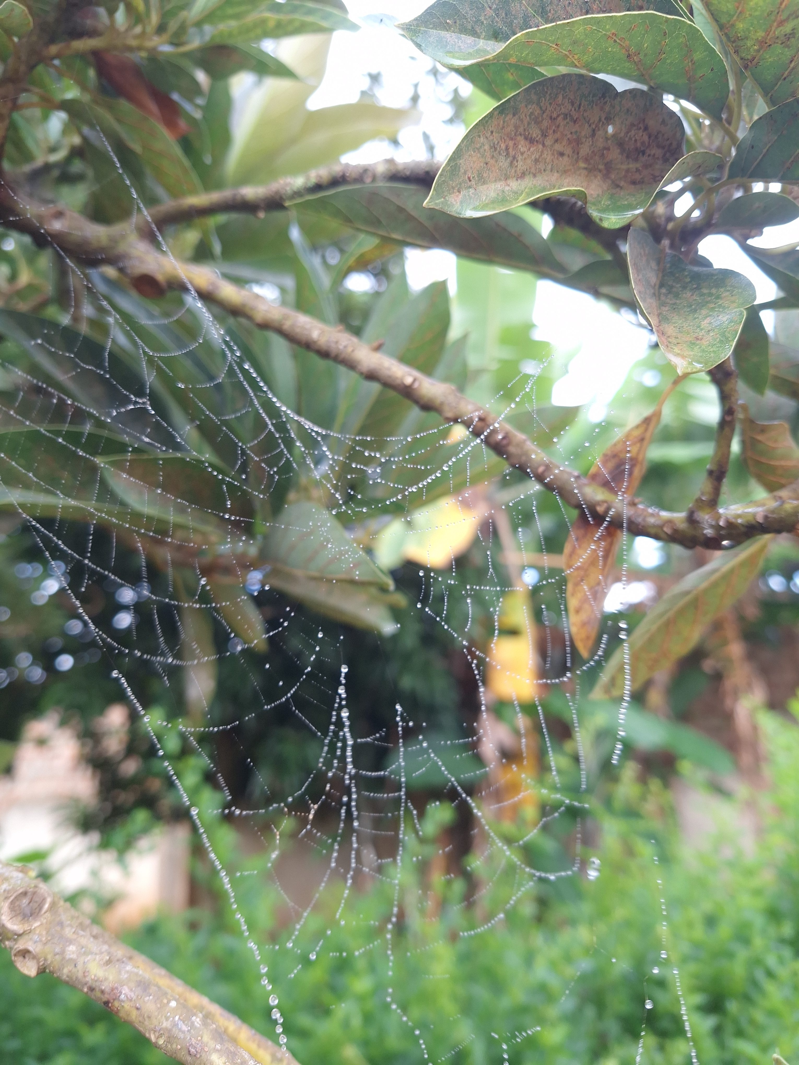 A spider web with dew droplets on an avocado tree