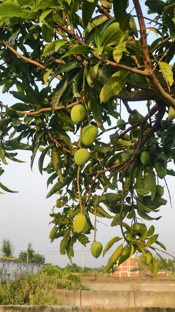 Several green mangoes hang from the branches of a mango tree. The mangoes are smooth and oblong, and the leaves are long and dark green. The tree branches are brown and spread out against a clear, light grey sky.