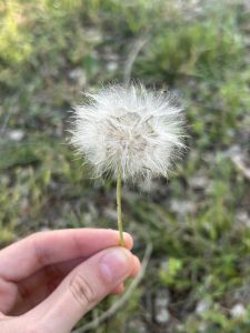 A hand holds a delicate dandelion puff with fluffy white seeds on a slender green stem, against a background of green grass.