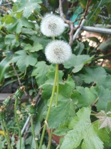 Two fluffy dandelion seed heads stand tall amid lush green leaves in a garden.