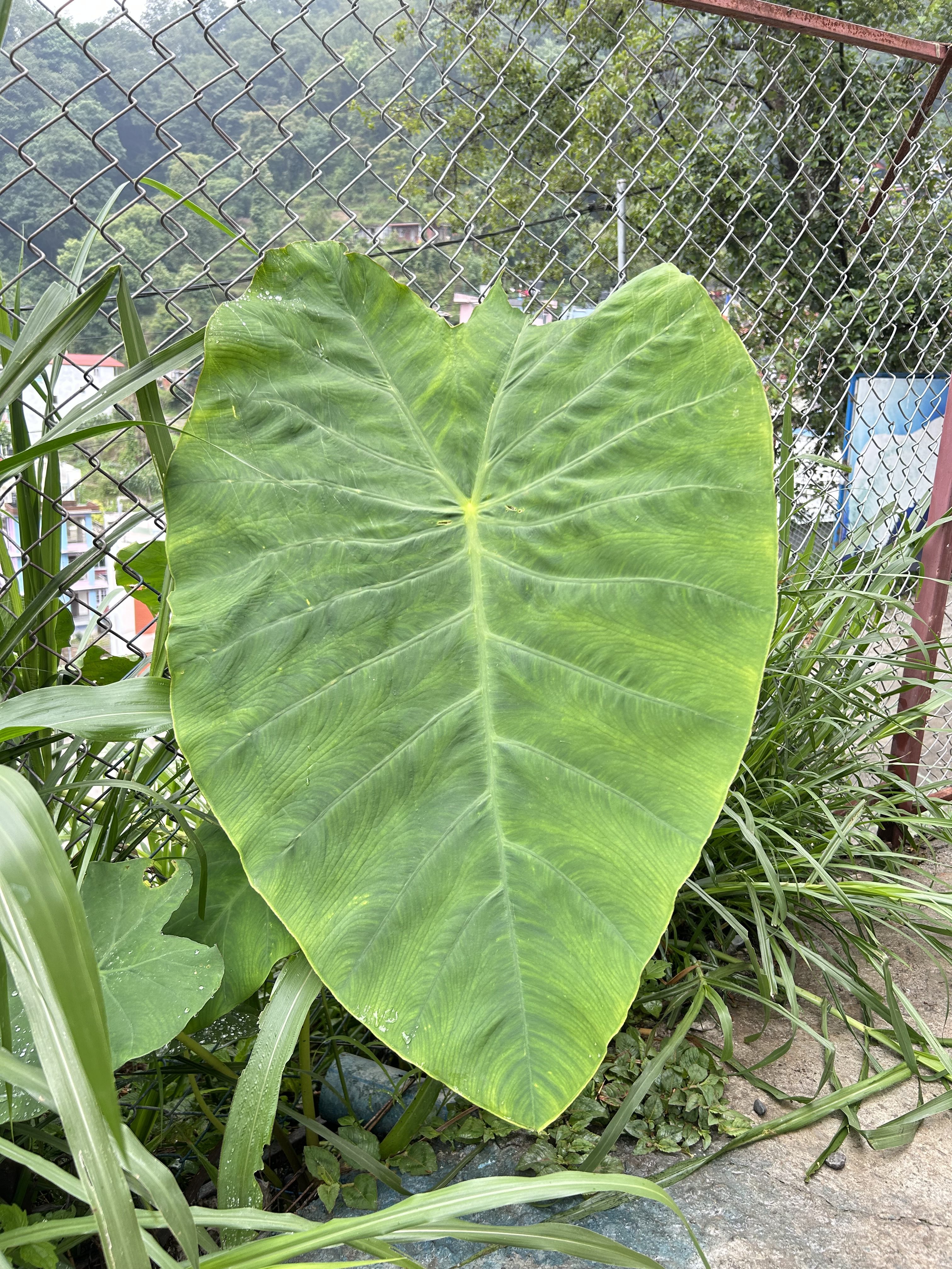 Large heart-shaped green leaf with prominent veins, set against a chain-link fence and surrounded by lush greenery.