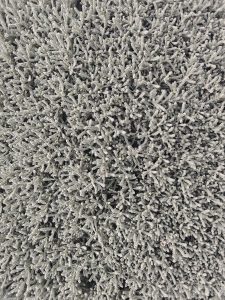 Small silver-colored branches densely clustered together create a soft, cushion-like texture across the plant. Its grayish tone and delicate structure form an elegant and harmonious natural pattern.