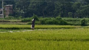 A person walks along a dirt path through a lush green rice field, carrying a white bag, with trees and a brick building in the background.