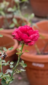Close-up of a rich red rose in bloom on a green stem, with blurred garden pots in the background.

